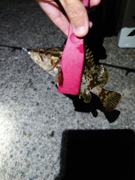 今年初釣り、渋々メバリング