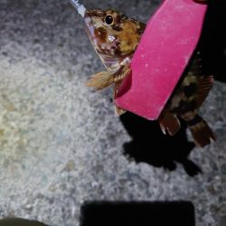 風も弱いのでメバリング