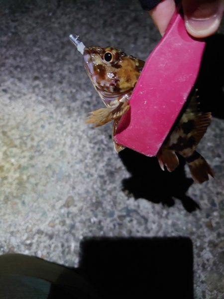 風も弱いのでメバリング