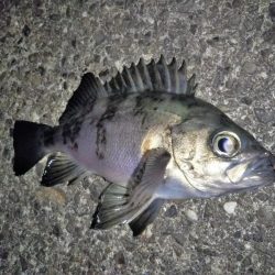 やっぱり月夜はダメ！