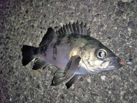 やっぱり月夜はダメ！