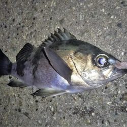 それでも月夜はダメ?