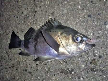 それでも月夜はダメ?