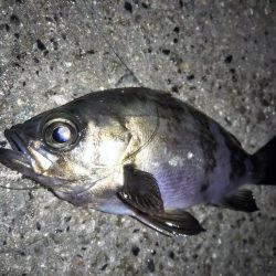 潮が止まるまでの勝負