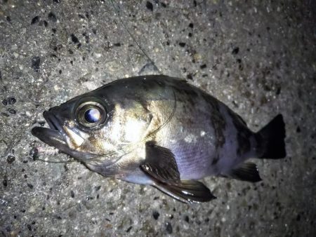 潮が止まるまでの勝負