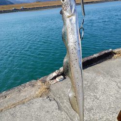 ヒラメと太刀魚