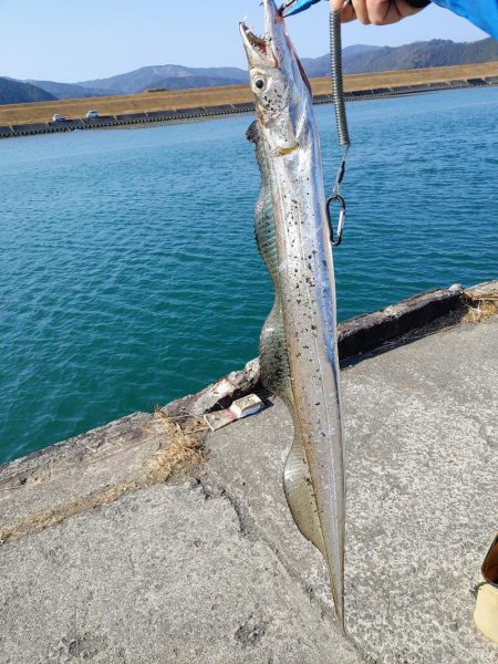 ヒラメと太刀魚