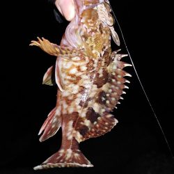 フロートリグとジグ単