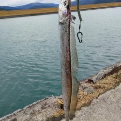 太刀魚釣り