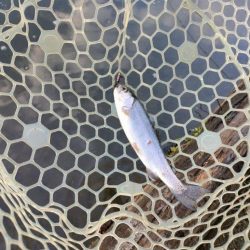 年末の管理釣り場は大混雑！