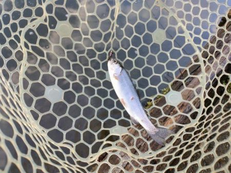 年末の管理釣り場は大混雑！