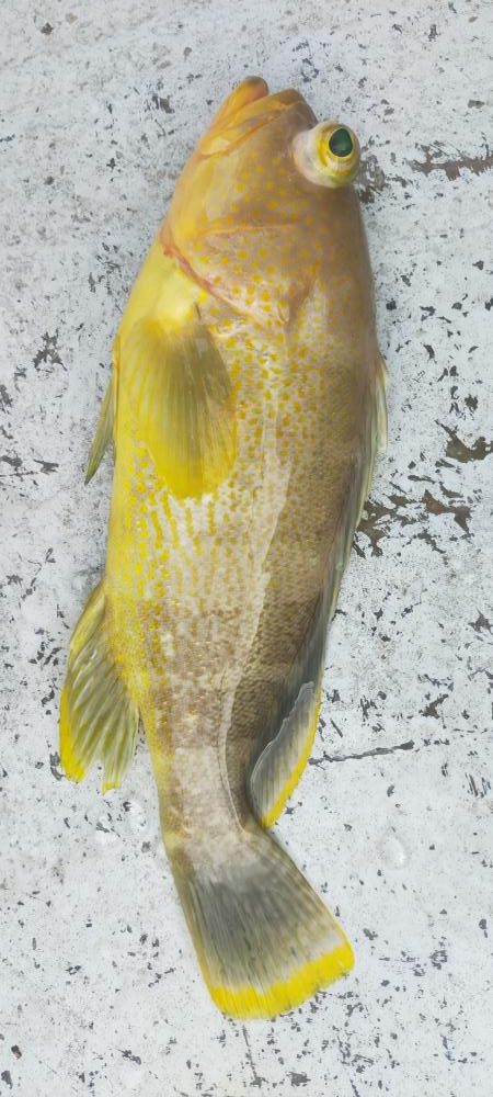 巨アマにレンコ爆