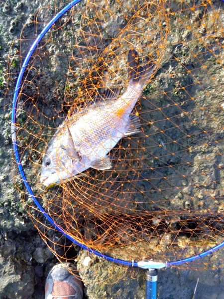 1月　ようやく釣れた