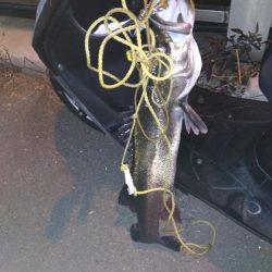 海バス釣れました