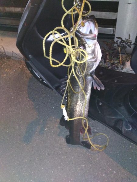 海バス釣れました