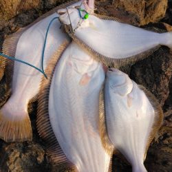 釣り初めでヒラメ5枚