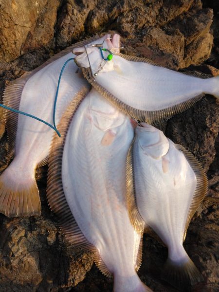 釣り初めでヒラメ5枚