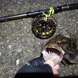 2023/01/02 南港ヘチ落とし込み釣り釣行