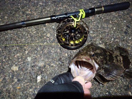 2023/01/02 南港ヘチ落とし込み釣り釣行