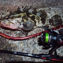 2023/01/03 南港ライトゲーム釣行