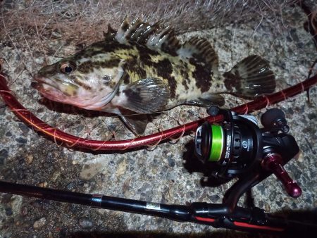 2023/01/03 南港ライトゲーム釣行