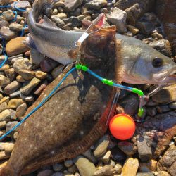 ヒラメとシーバス