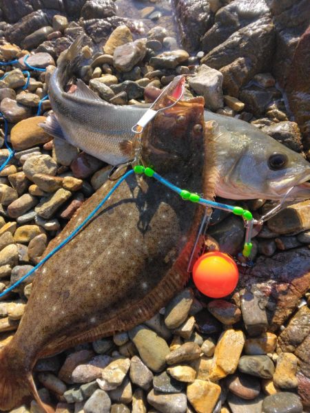 ヒラメとシーバス