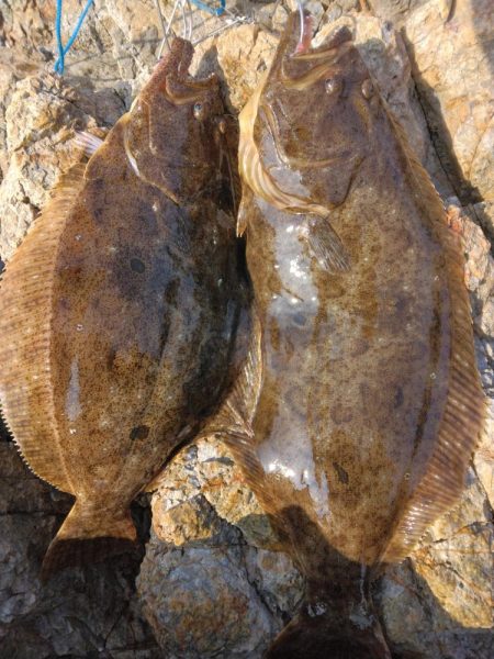 ヒラメ二枚
