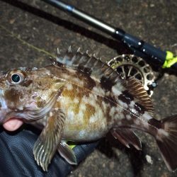 2023/01/07 南港ヘチ釣り釣行