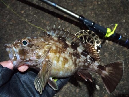 2023/01/07 南港ヘチ釣り釣行