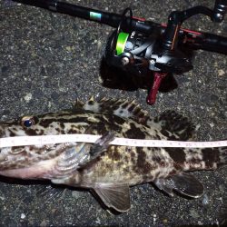 2023/01/08 南港ライトゲーム釣行