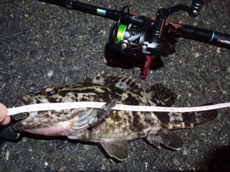 2023/01/08 南港ライトゲーム釣行…