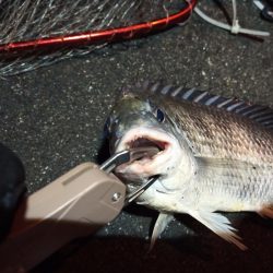 2023/01/09 南港ヘチ釣り釣行