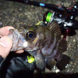 2023/01/10 南港ライトゲーム釣行