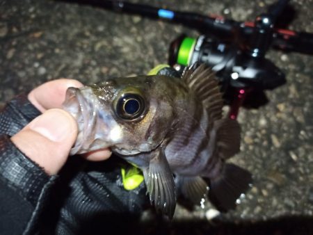 2023/01/10 南港ライトゲーム釣行