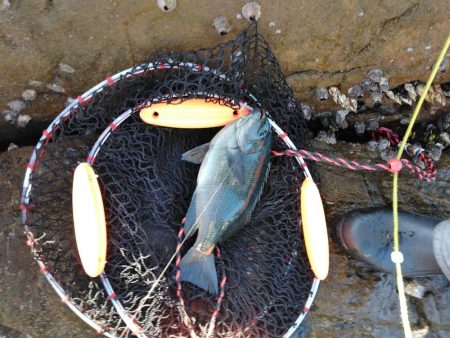 フカセ‥最高ですネ・・