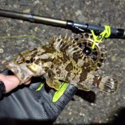 2023/01/12 南港ヘチ釣り釣行