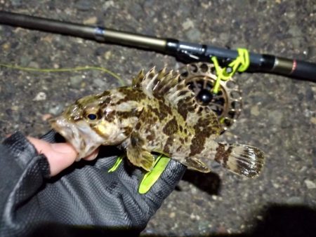 2023/01/12 南港ヘチ釣り釣行