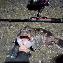 2023/01/13 南港ライトゲーム釣行