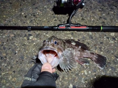 2023/01/13 南港ライトゲーム釣行