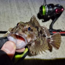 2023/01/19 南港ライトゲーム釣行