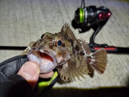 2023/01/19 南港ライトゲーム釣行