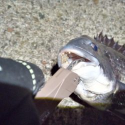 2023/01/21 南港ヘチ釣り釣行