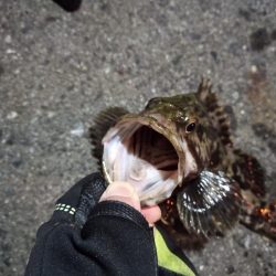 2023/01/23 南港ライトゲーム釣行