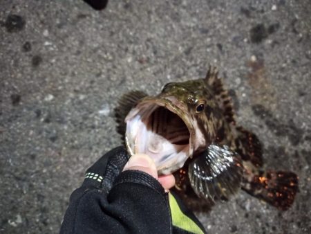 2023/01/23 南港ライトゲーム釣行