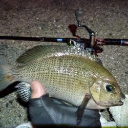 2023/01/24 南港ライトゲーム釣行