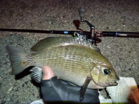 2023/01/24 南港ライトゲーム釣行