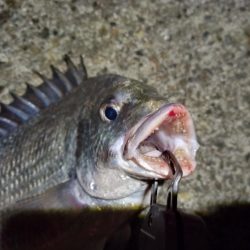 2023/01/26 南港ヘチ釣り釣行