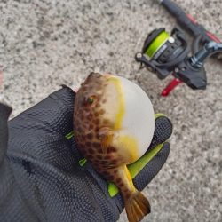 2023/01/28 兵庫県須磨釣行