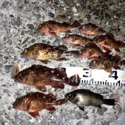 カサゴ入れ食い！